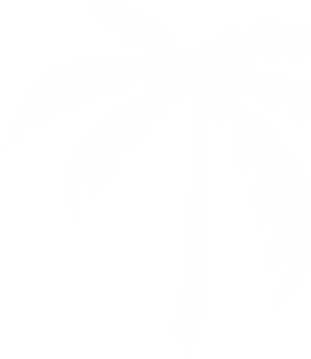 Palmier Blanc Illustration